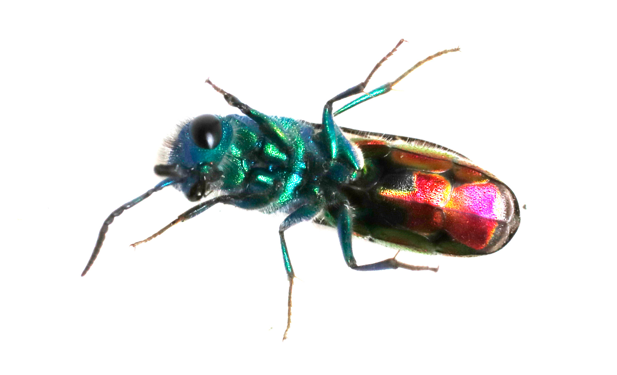 Chrysididae da identificare: Chrysura refulgens